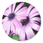 Two Osteospermum stickers