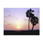 Two Palm Trees postcards