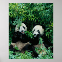 Two pandas eating bamboo together, Wolong, 2 Poster