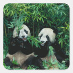 Two pandas eating bamboo together, Wolong, 2 Sticker