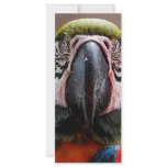 Two Parrots Closeup rack cards