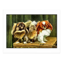 Two Pekingese Dogs Post Card