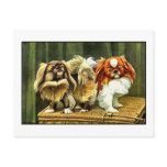 Two Pekingese Dogs Post Card