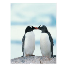 Two Penguins touching beaks Postcard