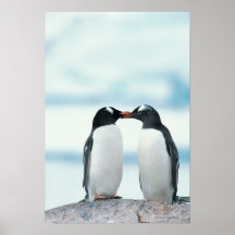 Two Penguins touching beaks Poster