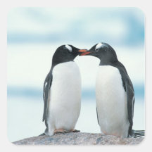 Two Penguins touching beaks Square Stickers