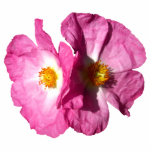 Two Pink Flowers Photo Sculpture photo sculptures