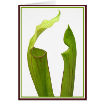 Two Pitcher Plants Greeting Card