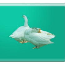 two playful happy geese in colour background