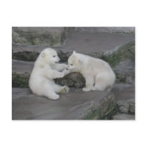 Two Polar bear cubs Post Cards