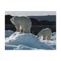 Two Polar bears Post Cards