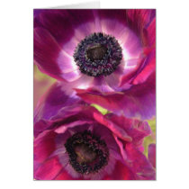 two purple anenomes greeting cards