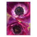 two purple anenomes cards