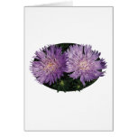 Two Purple Asters Greeting Cards