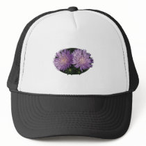 Two Purple Asters Hats