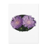 Two Purple Asters postcards