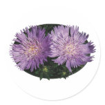 Two Purple Asters Stickers