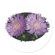 Two Purple Asters Stickers