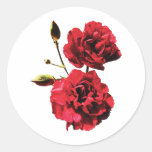 Two Red Carnations with Buds Round Stickers
