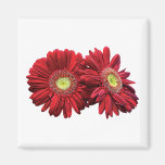 Two Red Daisies Fridge Magnets