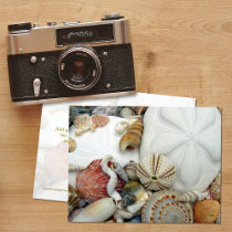 Two Sand Dollars, Blank Postcard