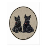 Two Scottish Terriers Postcard