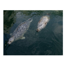 Two Seals Post Cards