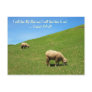Two Sheep are Grazing Peacefully Postcard