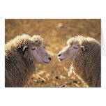 Two Sheep cards