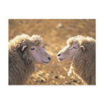 Two Sheep postcards