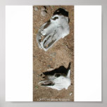 TWO SKULLS IN THE DESERT POSTER