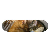 Two Sleeping Tabby Cats Cuddling Skateboards