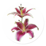 Two Stargazer Lilies Round Sticker