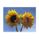 Two Sunflowers Postcards