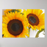 Two Sunflowers Poster