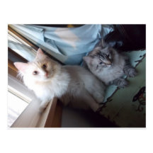 two sweet cats Postcard