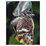 Two-tailed pascha, Charaxes jasius, Provence, Fran flyers