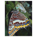 Two-tailed pascha, Charaxes jasius, Provence, Fran flyers