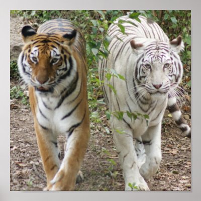TWO TIGERS STRUTTING- WHITE AND BENGAL Posters