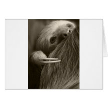 two toed sloth cards