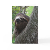 Two Toed Sloth Greeting Card
