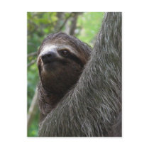 Two Toed Sloth Postcard