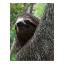 Two Toed Sloth Postcard