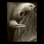 two toed sloth posters