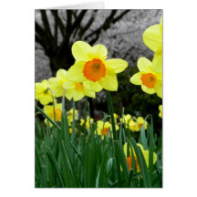 Two Tone Cards