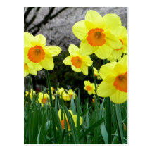 Two Tone Postcard