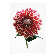 Two-Toned Dahlia Custom Announcements