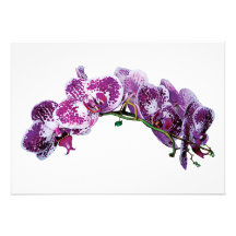 Two-Toned Magenta Orchid Personalized Invites