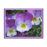 Two tones purple violas postcard