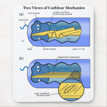 Two Views of Cochlea Mechanics Inner Ear Mousepad